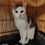 7月6日の守谷店に参加するにゃんこの大冒険の保護猫01