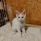 7月6日の守谷店に参加するにゃんこの大冒険の保護猫02