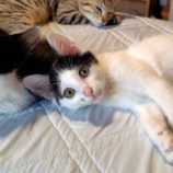 7月6日の守谷店に参加するにゃんこの大冒険の保護猫03