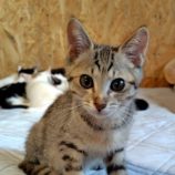 7月6日の守谷店に参加するにゃんこの大冒険の保護猫04