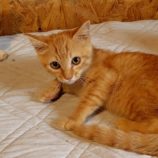 7月6日の守谷店に参加するにゃんこの大冒険の保護猫05