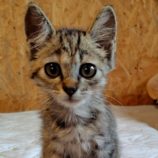 7月6日の守谷店に参加するにゃんこの大冒険の保護猫06