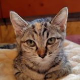 7月6日の守谷店に参加するにゃんこの大冒険の保護猫08