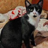 7月6日の守谷店に参加するにゃんこの大冒険の保護猫09