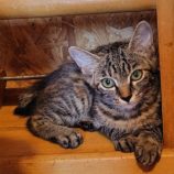 8月3日の守谷店に参加するにゃんこの大冒険の保護猫01