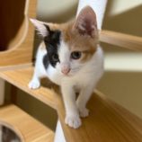 8月2日の市原店に参加する花ねこ千葉の保護猫01