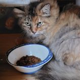 8月3日の守谷店に参加するにゃんこの大冒険の保護猫02