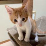 8月2日の市原店に参加する花ねこ千葉の保護猫02