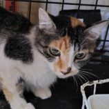 8月3日の守谷店に参加するにゃんこの大冒険の保護猫03