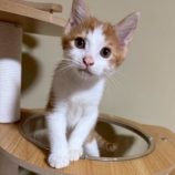 8月2日の市原店に参加する花ねこ千葉の保護猫03