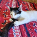 8月3日の守谷店に参加するにゃんこの大冒険の保護猫04