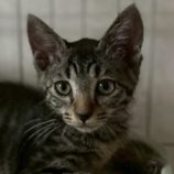 8月2日の市原店に参加する花ねこ千葉の保護猫04