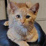 8月3日の守谷店に参加するにゃんこの大冒険の保護猫05