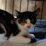 8月3日の守谷店に参加するにゃんこの大冒険の保護猫06