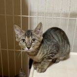 8月2日の市原店に参加する花ねこ千葉の保護猫06