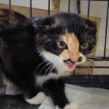 8月3日の守谷店に参加するにゃんこの大冒険の保護猫07