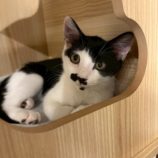 8月2日の市原店に参加する花ねこ千葉の保護猫07