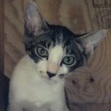 8月3日の守谷店に参加するにゃんこの大冒険の保護猫08