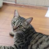 8月2日の市原店に参加する花ねこ千葉の保護猫08