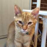 8月3日の守谷店に参加するにゃんこの大冒険の保護猫09