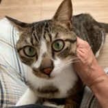 8月2日の市原店に参加する花ねこ千葉の保護猫09