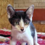 8月3日の守谷店に参加するにゃんこの大冒険の保護猫10