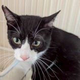 8月2日の市原店に参加する花ねこ千葉の保護猫10