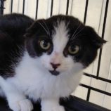 8月3日の守谷店に参加するにゃんこの大冒険の保護猫11