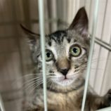 8月2日の市原店に参加する花ねこ千葉の保護猫11