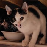 8月3日の守谷店に参加するにゃんこの大冒険の保護猫12