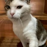 8月2日の市原店に参加する花ねこ千葉の保護猫12