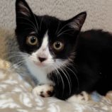 8月3日の守谷店に参加するにゃんこの大冒険の保護猫13