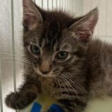 8月2日の市原店に参加する花ねこ千葉の保護猫13