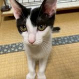 8月2日の市原店に参加する花ねこ千葉の保護猫14