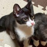 8月2日の市原店に参加する花ねこ千葉の保護猫15