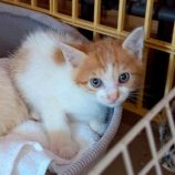 8月2日の市原店に参加する花ねこ千葉の保護猫16