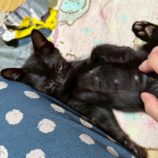 8月2日の市原店に参加する花ねこ千葉の保護猫17