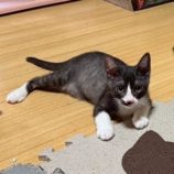 8月2日の市原店に参加する花ねこ千葉の保護猫18