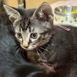 8月2日の市原店に参加する花ねこ千葉の保護猫19