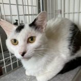 8月2日の市原店に参加する花ねこ千葉の保護猫21