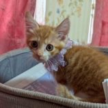 8月2日の市原店に参加する花ねこ千葉の保護猫22