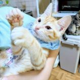 8月2日の市原店に参加する花ねこ千葉の保護猫23