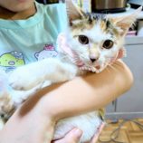 8月2日の市原店に参加する花ねこ千葉の保護猫24