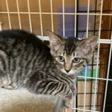 8月2日の市原店に参加する花ねこ千葉の保護猫25