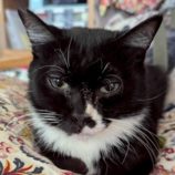 8月2日の市原店に参加する花ねこ千葉の保護猫26