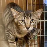 8月2日の市原店に参加する花ねこ千葉の保護猫28