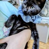 8月2日の市原店に参加する花ねこ千葉の保護猫29