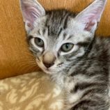 8月2日の市原店に参加する花ねこ千葉の保護猫30