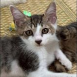 7月20日の新田店に参加する猫びよりの保護猫01