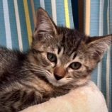 7月20日の新田店に参加する猫びよりの保護猫02